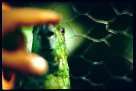 Nicaragua 1992/lora/parrot/Papagei Nicaragua 1992/lora/parrot/Papagei