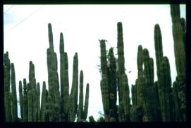 Nicaragua 1992/cercado de cactos/cactus fence/Zaun aus Kakteen Nicaragua 1992/cercado de cactos/cactus fence/Zaun aus Kakteen