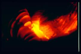 Feuer/fire Feuer/fire