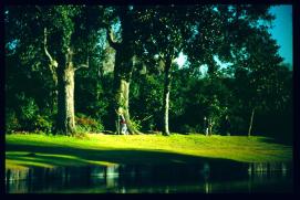 USA Weihnachten 1993/1994/Charleston, SC/plantation park USA Weihnachten 1993/1994/Charleston, SC/plantation park