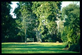 USA Weihnachten 1993/1994/Charleston, SC/plantation park USA Weihnachten 1993/1994/Charleston, SC/plantation park