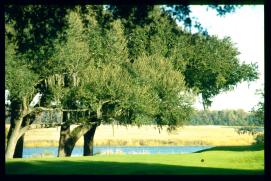 USA Weihnachten 1993/1994/Charleston, SC/plantation park USA Weihnachten 1993/1994/Charleston, SC/plantation park