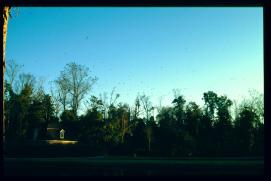 USA Weihnachten 1993/1994/Charleston, SC/plantation park/mansion USA Weihnachten 1993/1994/Charleston, SC/plantation park/mansion