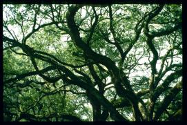 USA Weihnachten 1993/1994/New Orleans Park USA Weihnachten 1993/1994/New Orleans Park