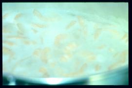 USA Weihnachten 1993/1994/New Year's Eve 1994/shrimps USA Weihnachten 1993/1994/New Year's Eve 1994/shrimps