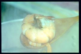 USA Weihnachten 1993/1994/New Year's Eve 1994/large prawn USA Weihnachten 1993/1994/New Year's Eve 1994/large prawn