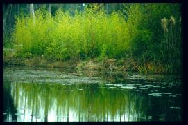 USA Weihnachten 1993/1994/Charleston SC/Mangrove Swamps USA Weihnachten 1993/1994/Charleston SC/Mangrove Swamps