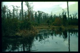 USA Weihnachten 1993/1994/Charleston SC/Mangrove Swamps USA Weihnachten 1993/1994/Charleston SC/Mangrove Swamps