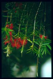 El Salvador 1995/flores en arbol El Salvador 1995/flores en arbol