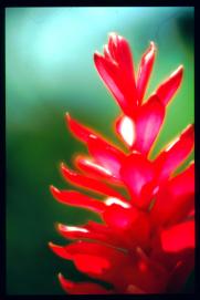 El Salvador 1995/flor ... El Salvador 1995/flor ...