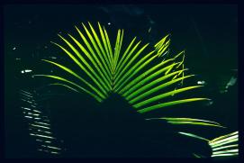 El Salvador 1995 El Salvador 1995