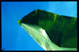 El Salvador 1995/folio de banano El Salvador 1995/folio de banano