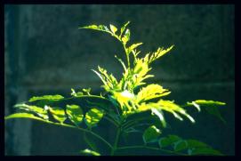 El Salvador 1995/folio ... El Salvador 1995/folio ...