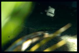 El Salvador 1995/Iguana/Eidechse El Salvador 1995/Iguana/Eidechse