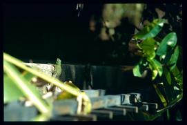 El Salvador 1995/Iguanas El Salvador 1995/Iguanas