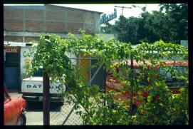 El Salvador 1995/carros/bar piolin El Salvador 1995/carros/bar piolin