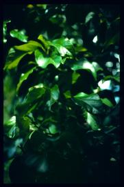 El Salvador 1995/folios El Salvador 1995/folios