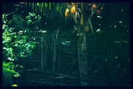 El Salvador 1995/cocotero El Salvador 1995/cocotero