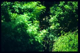 El Salvador 1995/arroyo con lavandera El Salvador 1995/arroyo con lavandera