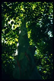 El Salvador 1995/platane? El Salvador 1995/platane?