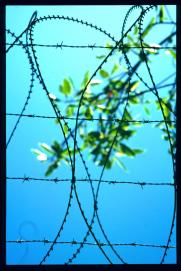 El Salvador 1995/alambre de espinos El Salvador 1995/alambre de espinos