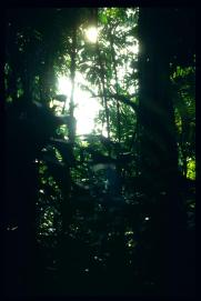 El Salvador 1995/jardin botanico El Salvador 1995/jardin botanico