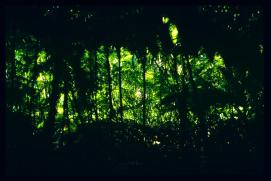 El Salvador 1995/jardin botanico El Salvador 1995/jardin botanico