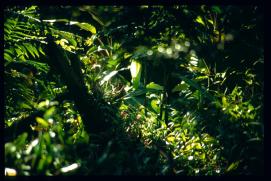 El Salvador 1995/arboles El Salvador 1995/arboles