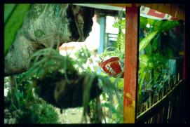 El Salvador 1995/maceta colgando(?) El Salvador 1995/maceta colgando(?)