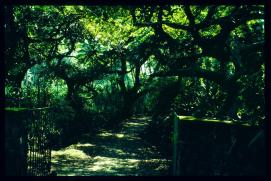El Salvador 1995/puerta al jardin de una residencia El Salvador 1995/puerta al jardin de una residencia