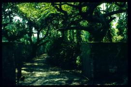 El Salvador 1995/puerta al jardin de una residencia El Salvador 1995/puerta al jardin de una residencia