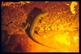 El Salvador 1995/iguana El Salvador 1995/iguana