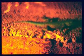 El Salvador 1995/iguana El Salvador 1995/iguana