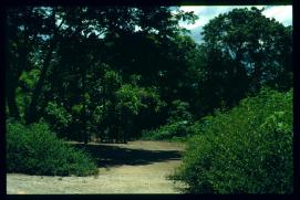 El Salvador 1995/pavo El Salvador 1995/pavo