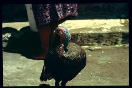 El Salvador 1995/pavo El Salvador 1995/pavo