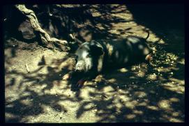 El Salvador 1995/cerdo El Salvador 1995/cerdo