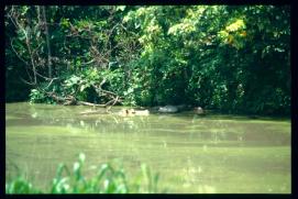 Guatemala 1996/hipopótamo Guatemala 1996/hipopótamo