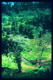 Guatemala 1996/caballo ... Guatemala 1996/caballo ...