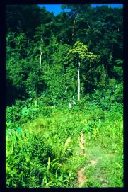 Guatemala 1996 Guatemala 1996